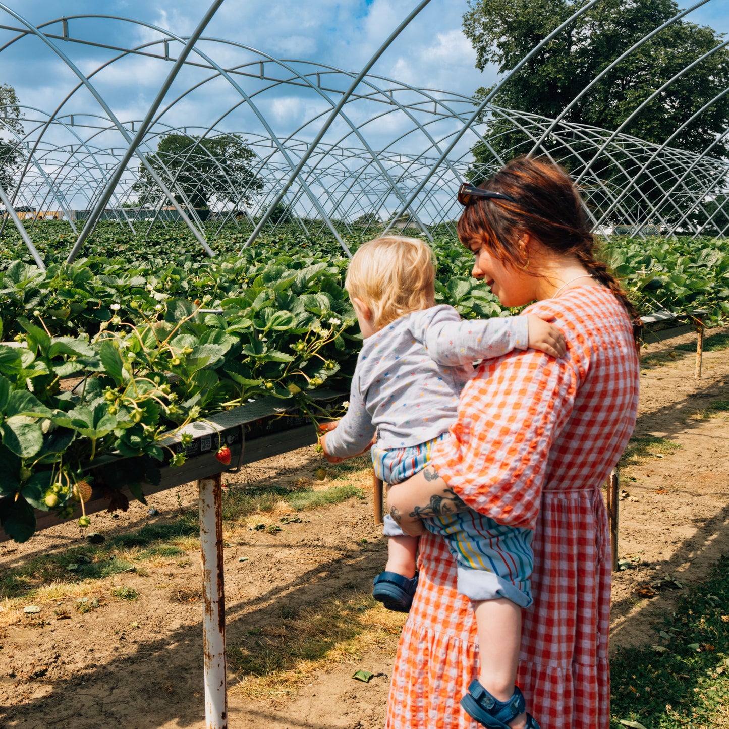 The Strawberry Patch